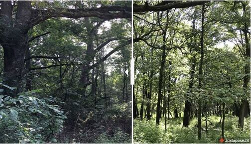 Spears Woods showing before invasive plants are removed and after